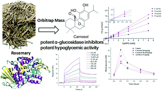 Graphical abstract: Identification of bioactive compounds that contribute to the α-glucosidase inhibitory activity of rosemary