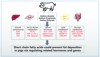 Graphical abstract: Short chain fatty acids could prevent fat deposition in pigs via regulating related hormones and genes
