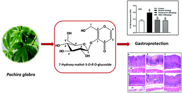 Graphical abstract: New γ-pyrone glycoside from Pachira glabra and assessment of its gastroprotective activity using an alcohol-induced gastric ulcer model in rats