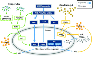 Graphical abstract: Citrus flavonoids suppress IL-5 and ROS through distinct pathways in PMA/ionomycin-induced EL-4 cells