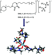 Graphical abstract: Ionic liquids tethered to a preorganised 1,2-diamide motif for extraction of lanthanides