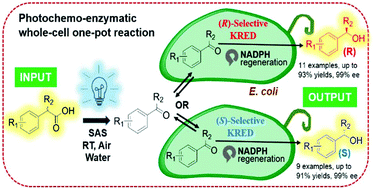 Graphical abstract: Enantiocomplementary decarboxylative hydroxylation combining photocatalysis and whole-cell biocatalysis in a one-pot cascade process