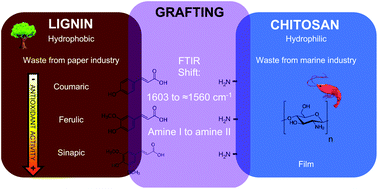Graphical abstract: Functionalization of chitosan with lignin to produce active materials by waste valorization