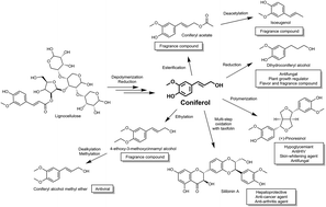 Graphical abstract: Consolidated production of coniferol and other high-value aromatic alcohols directly from lignocellulosic biomass