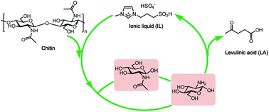 Graphical abstract: Selective conversion of chitin to levulinic acid catalyzed by ionic liquids: distinctive effect of N-acetyl groups
