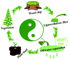 Graphical abstract: Degradable dual superlyophobic lignocellulosic fibers for high-efficiency oil/water separation