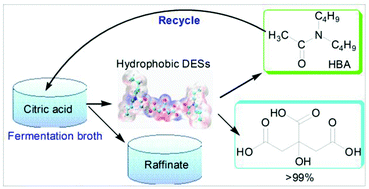 Graphical abstract: Using dialkyl amide via forming hydrophobic deep eutectic solvents to separate citric acid from fermentation broth