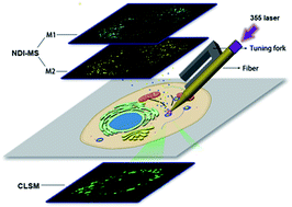 Graphical abstract: Single-cell imaging of AuNPs and AgNPs by near-field desorption ionization mass spectrometry