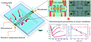 Graphical abstract: A microfluidic platform with cell-scale precise temperature control for simultaneous investigation of the osmotic responses of multiple oocytes