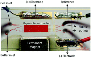 Graphical abstract: Electronic profiling of membrane antigen expression via immunomagnetic cell manipulation