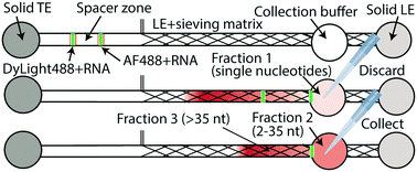 Graphical abstract: Simultaneous RNA purification and size selection using on-chip isotachophoresis with an ionic spacer