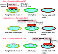 Graphical abstract: Automated “pick and transfer” of targeted cells using dielectrophoresis