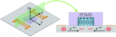 Graphical abstract: Modelling of SAW-PDMS acoustofluidics: physical fields and particle motions influenced by different descriptions of the PDMS domain