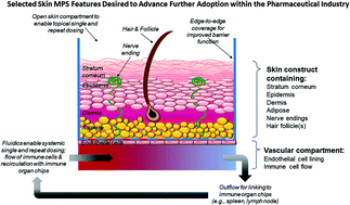 Graphical abstract: Drug-induced skin toxicity: gaps in preclinical testing cascade as opportunities for complex in vitro models and assays