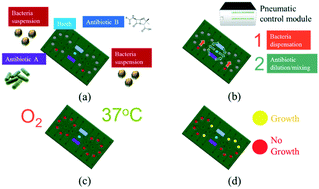 Graphical abstract: An integrated microfluidic system for antimicrobial susceptibility testing with antibiotic combination