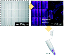 Graphical abstract: Separation-encoded microparticles for single-cell western blotting
