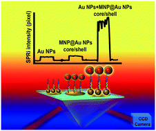 Graphical abstract: Plasmonic nucleotide hybridization chip for attomolar detection: localized gold and tagged core/shell nanomaterials