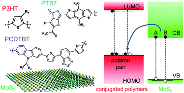Graphical abstract: Charge transfer dynamics in conjugated polymer/MoS2 organic/2D heterojunctions