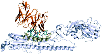 Graphical abstract: Antibody–antigen complex modelling in the era of immunoglobulin repertoire sequencing