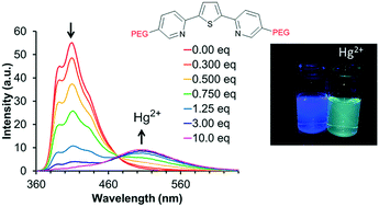 Graphical abstract: Increased binding of thiophene-based ligands to mercury(ii) with water solubilizing functional groups