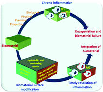 Graphical abstract: Immunomodulation and cellular response to biomaterials: the overriding role of neutrophils in healing