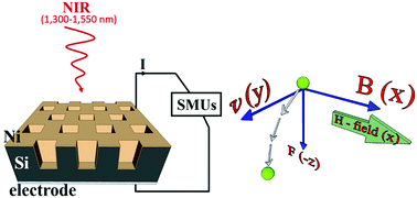 Graphical abstract: Magnetic fields affect hot electrons in silicon-based photodetectors at telecommunication wavelengths