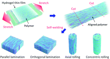 Graphical abstract: Anisotropic tough multilayer hydrogels with programmable orientation