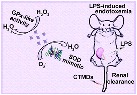 Graphical abstract: Constructing metal–organic framework nanodots as bio-inspired artificial superoxide dismutase for alleviating endotoxemia