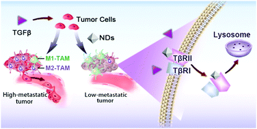Graphical abstract: Reprogramming of cancer invasiveness and macrophage education via a nanostructured antagonist of the TGFβ receptor