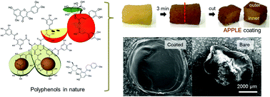 Graphical abstract: A nature-inspired protective coating on soft/wet biomaterials for SEM by aerobic oxidation of polyphenols