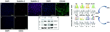 Graphical abstract: Transcriptome profiling of hiPSC-derived LSECs with nanoCAGE
