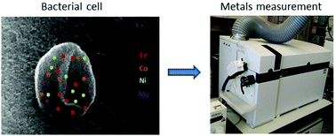 Graphical abstract: The impact of species, respiration type, growth phase and genetic inventory on absolute metal content of intact bacterial cells