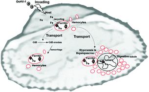 Graphical abstract: OsHV-1 infection leads to mollusc tissue lesion and iron redistribution, revealing a strategy of iron limitation against pathogen