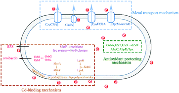 Graphical abstract: Physiological, biochemical and proteomic insight into integrated strategies of an endophytic bacterium Burkholderia cenocepacia strain YG-3 response to cadmium stress