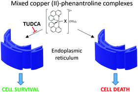 Graphical abstract: Mixed copper(ii)–phenanthroline complexes induce cell death of ovarian cancer cells by evoking the unfolded protein response