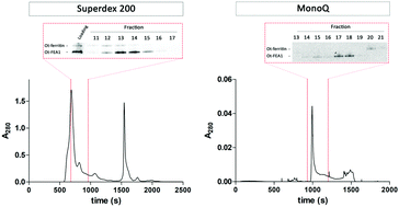 Graphical abstract: Copper and iron metabolism in Ostreococcus tauri – the role of phytotransferrin, plastocyanin and a chloroplast copper-transporting ATPase