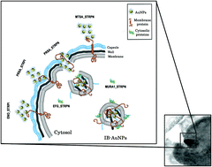 Graphical abstract: Antibacterial mechanism of gold nanoparticles on Streptococcus pneumoniae