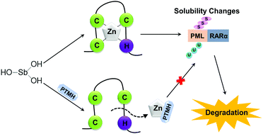 Graphical abstract: Integrity of zinc finger motifs in PML protein is necessary for inducing its degradation by antimony