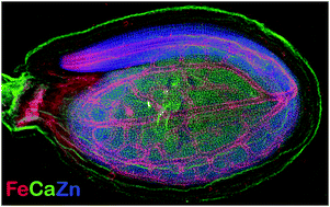 Graphical abstract: Spatially-resolved localization and chemical speciation of nickel and zinc in Noccaea tymphaea and Bornmuellera emarginata