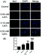 Graphical abstract: Lanthanum chloride induces neuron damage by activating the nuclear factor-kappa B signaling pathway in activated microglia