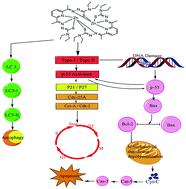 Graphical abstract: Anticancer and biological properties of a Zn-2,6-diacetylpyridine bis(thiosemicarbazone) complex