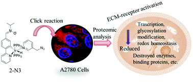 Graphical abstract: Imaging and proteomic study of a clickable iridium complex