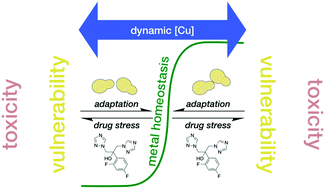 Graphical abstract: Candida albicans reprioritizes metal handling during fluconazole stress