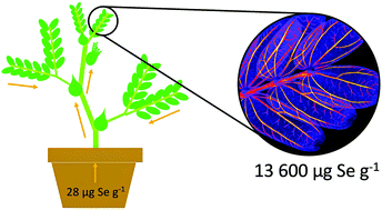 Graphical abstract: Distribution and chemical form of selenium in Neptunia amplexicaulis from Central Queensland, Australia