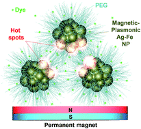 Graphical abstract: Magnetic tuning of SERS hot spots in polymer-coated magnetic–plasmonic iron–silver nanoparticles