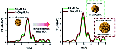 Graphical abstract: Extracting structural information of Au colloids at ultra-dilute concentrations: identification of growth during nanoparticle immobilization