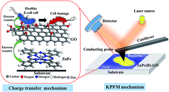 Graphical abstract: Graphene oxide nanohybrids for electron transfer-mediated antimicrobial activity
