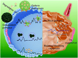 Graphical abstract: Dynamic surface properties of PEG-coated CuS nanoparticles alter their interaction with cells as revealed by surface-enhanced infrared spectroscopy