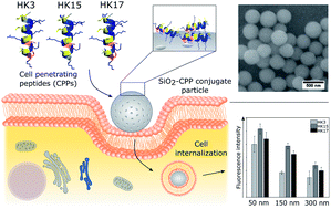 Graphical abstract: Interdependence of charge and secondary structure on cellular uptake of cell penetrating peptide functionalized silica nanoparticles