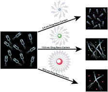 Graphical abstract: Size-dependent inhibitory effects of antibiotic nanocarriers on filamentation of E. coli